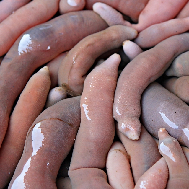 [애주가의안주]단맛이 쭉쭉 나오는 해산물별미 개불 10미