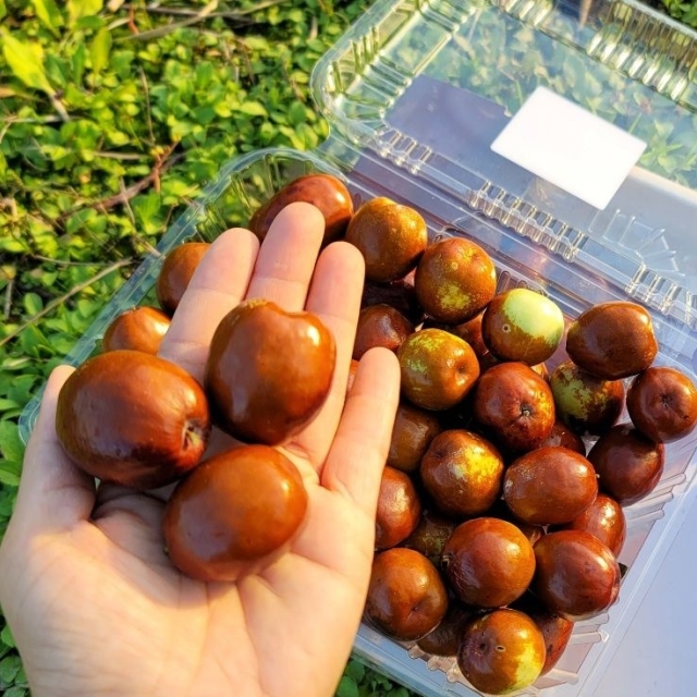 찬바람 토카토카 고당도 사과대추 조선체리 대과 특과 1kg 2kg 3kg 대추칩