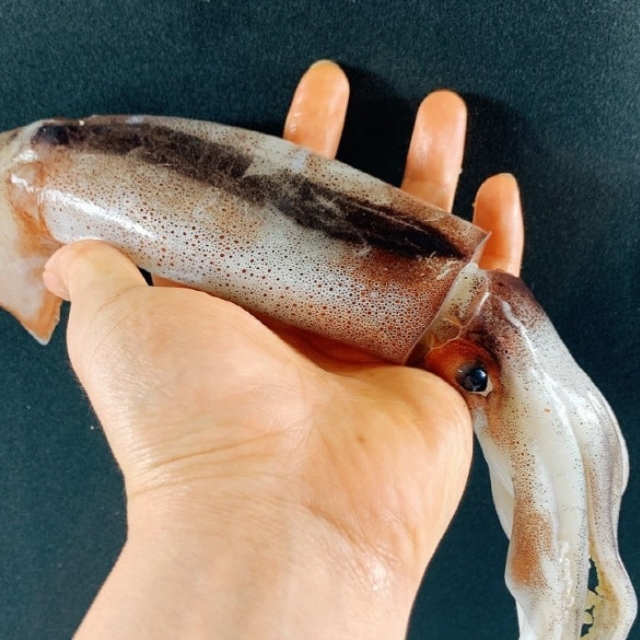 당일바리 채낚이오징어 1kg
