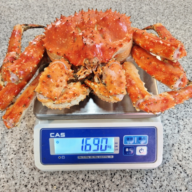 [당일] 블루 자숙 킹크랩 2kg