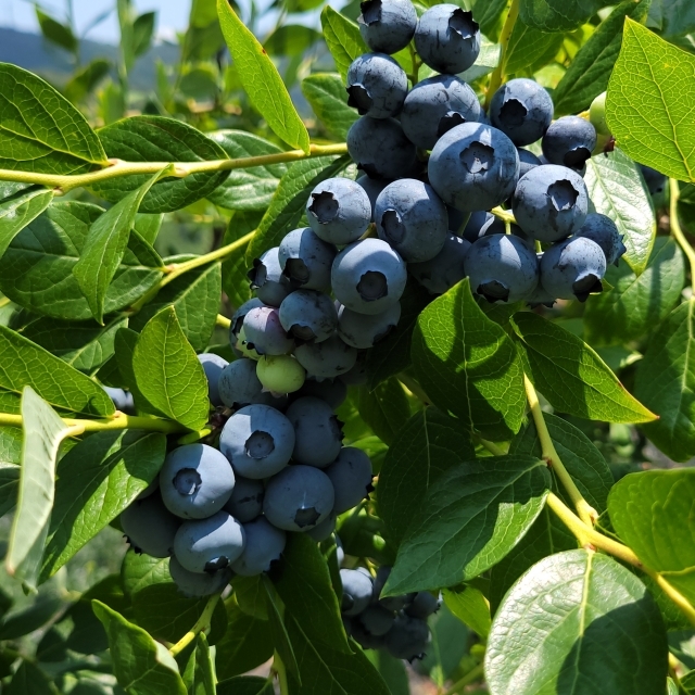  산청 블루베리 생과 400g 1팩