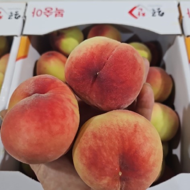 딱딱이 복숭아 5kg 40~50과 한정행사