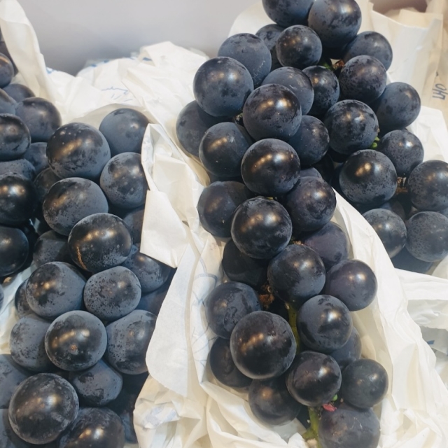 게릴라과일 켐벨얼리 포도 송산포도 1.5kg