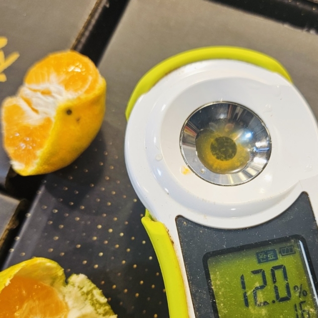 서귀포 하우스 감귤 3kg