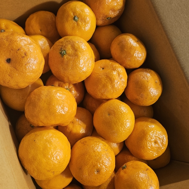 귤림원 카라향 3kg ( 17brix 이상, 새콤달콤 환타맛 ) 