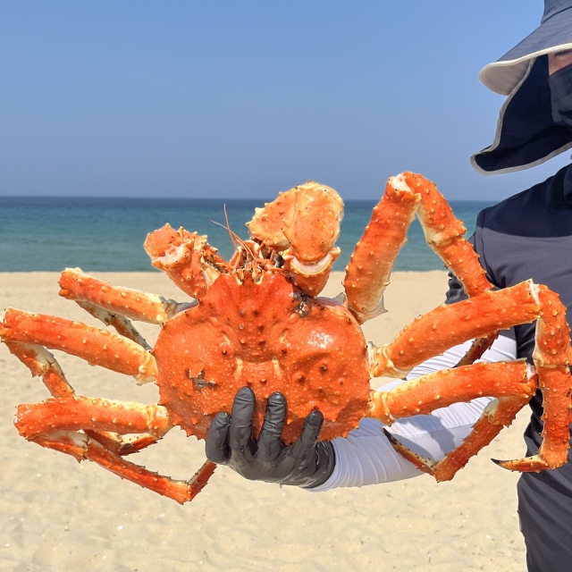 [킹크랩먹는날] 블루킹크랩 