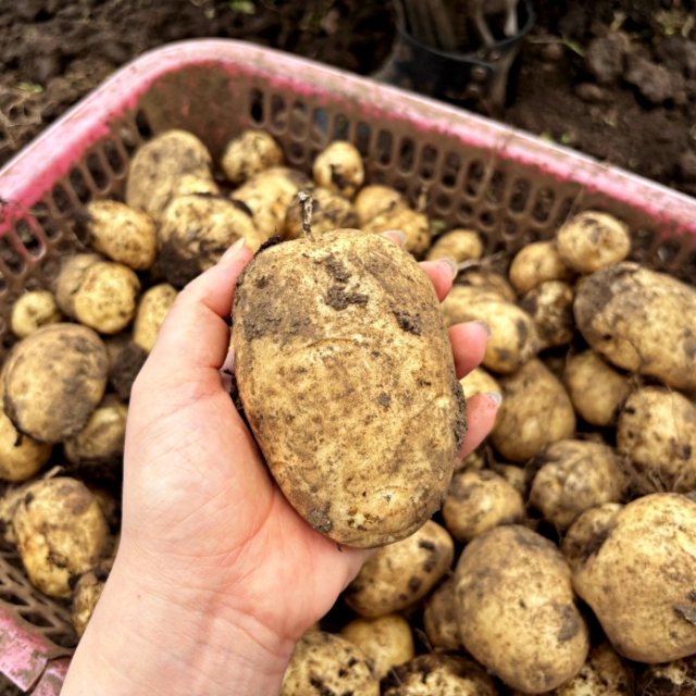 제주 신품종 햇 탐나감자 3kg / 5kg / 10kg