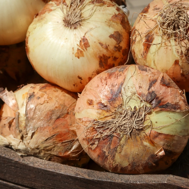 제철선별장 국산 양파 소 중 대 