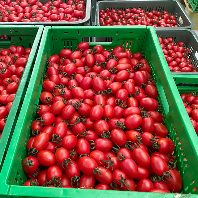 ★26년 첫수확 시작★ 논산에서 직송하는 아삭탱글 대추 방울토마토 특품