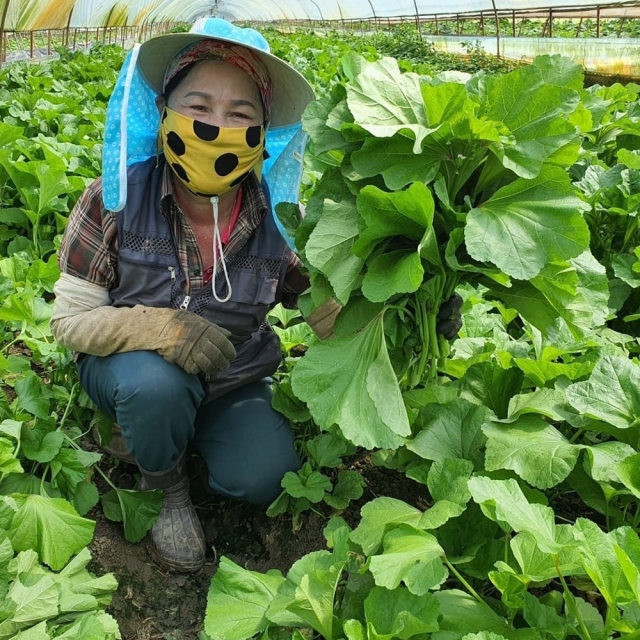 담백하고 정겨운 제철 별미 시골 아욱 400g~