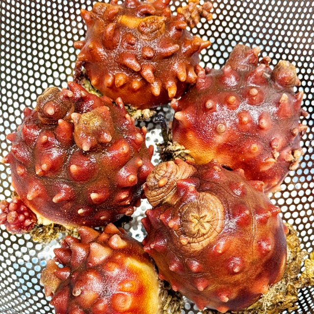 [당일 횟감 가능!] 남해안 뿔멍게 1kg 3~5미