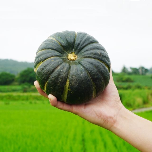 제주 산지직송 미니 밤호박 2kg~