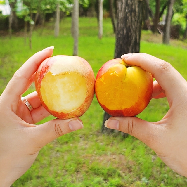 25년 첫 출하!★딱 2주한정★ 희귀품종 고당도 신비복숭아&신선복숭아