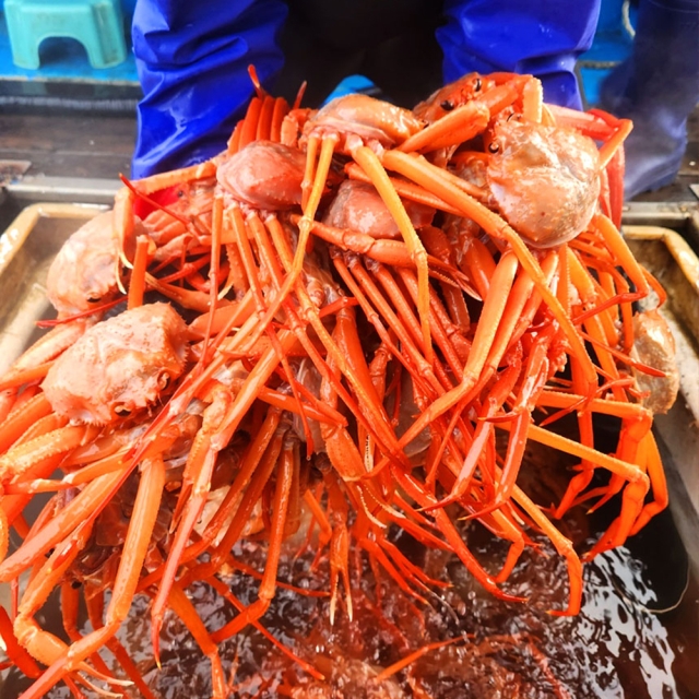 비교불가! 신선함 최고! 동해안 박달 자숙홍게 2.5kg~