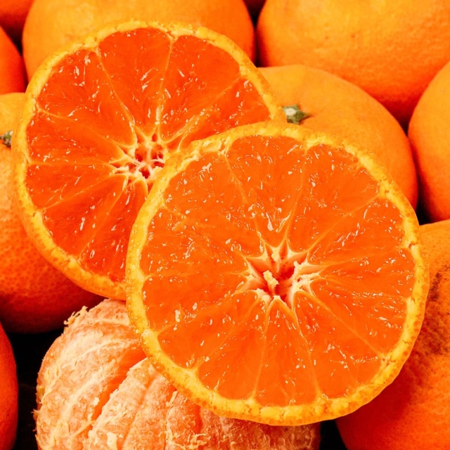 ★봄 시즌한정 특가!★ 만감류의 끝판왕! 제주직송 가정용 알담 카라향 1.5kg~