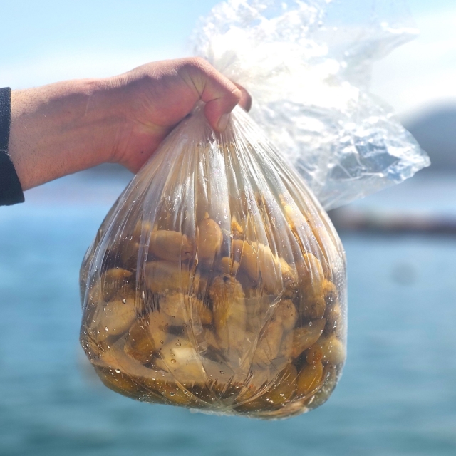 생물 깐 미더덕 500g