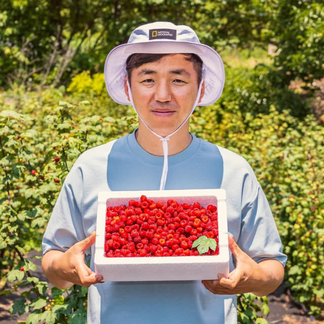 포항 산딸기 24년 첫수확 햇 산딸기 급냉 500g