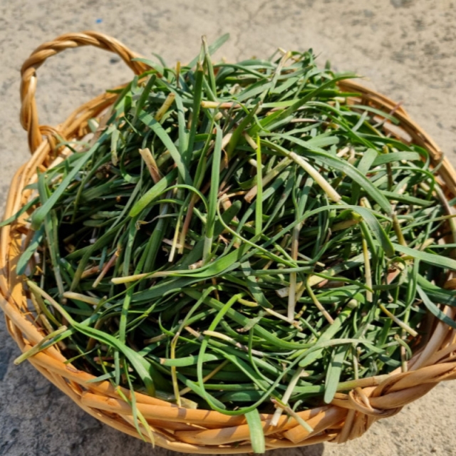 [봄나물] 남해 초벌부추 300g-1kg
