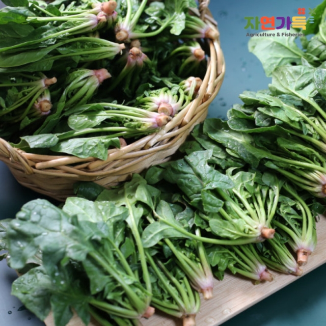 [봄나물] 남해 시금치 500g (벌크포장), 포항 영해초 1단(300g내외) 