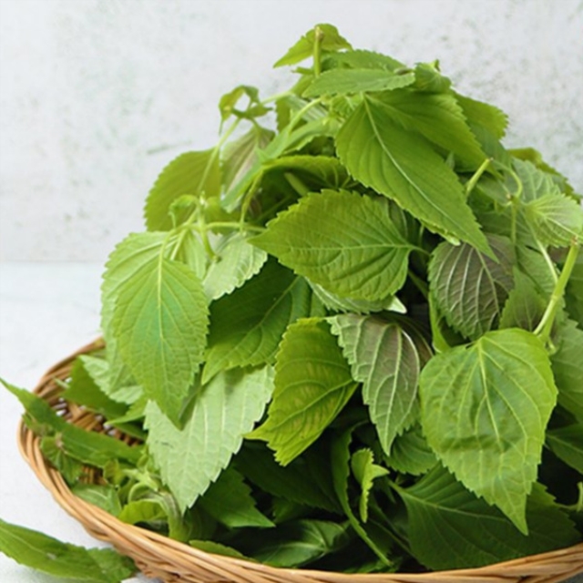 [여름나물] 통영 노지 깻잎순 어린 깻잎나물 500g