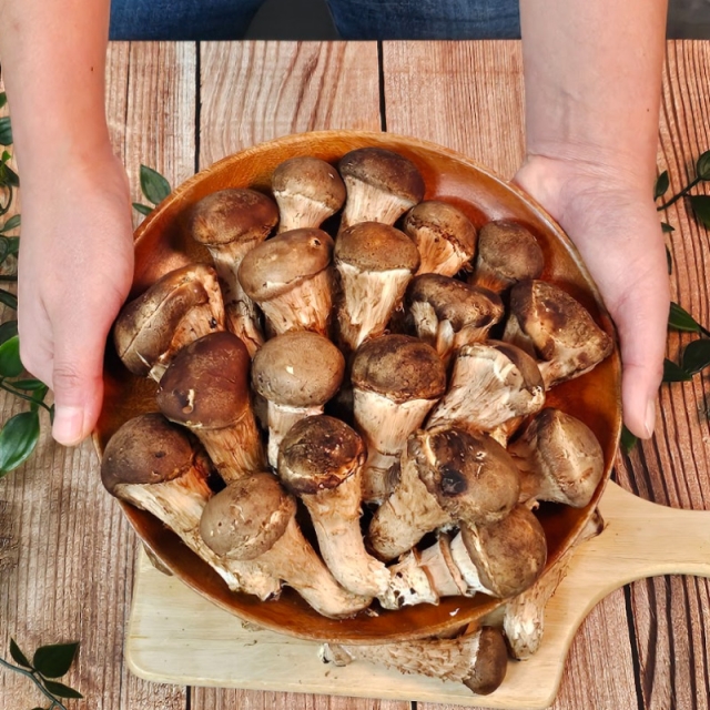 [자연가득] 무농약 가정용 참송이 버섯 500g,1kg