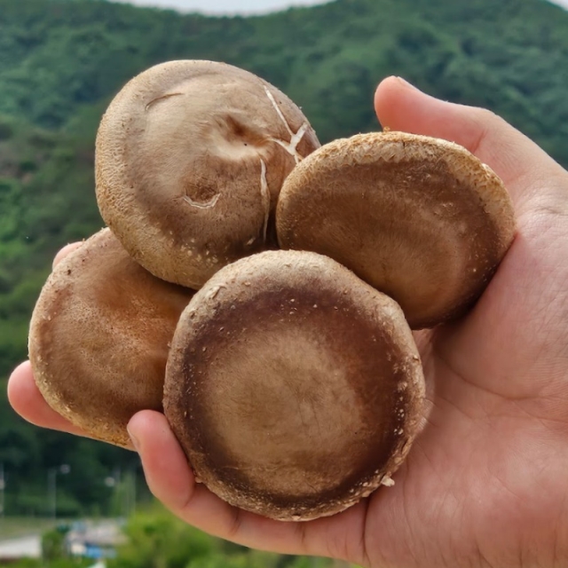 [자연가득] 청양 칠갑산 표고버섯 1kg-8kg(정품,못난이)