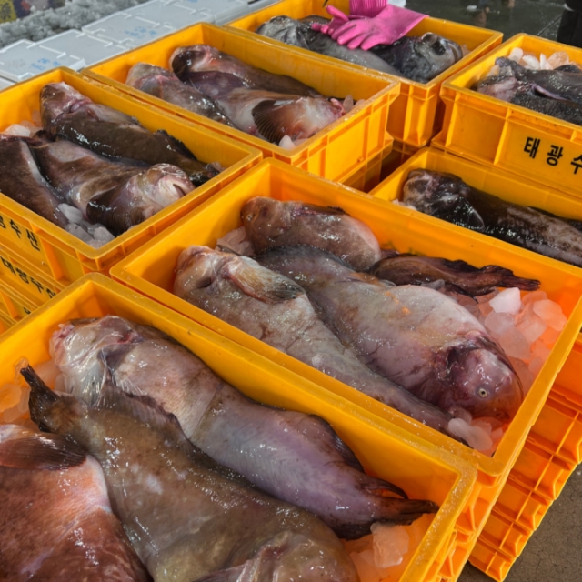 자연가득 생물 손질곰치 세트 1kg
