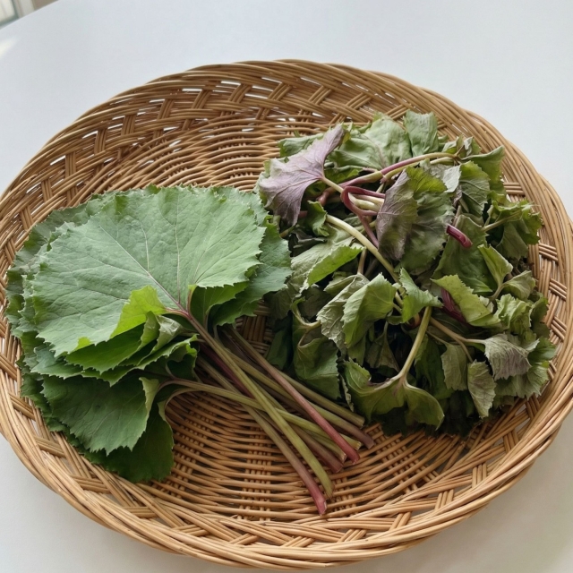 자연가득 봄내음 가득한 쌉쌀한 머위순/머위잎 300g-2kg/참나물 돌나물 방풍 곰취나물