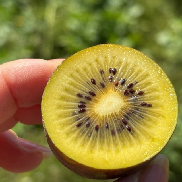 국내산(제주) 한라스위트 골드키위 2kg