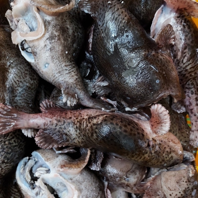 [겨울철별미] 손질 알도치