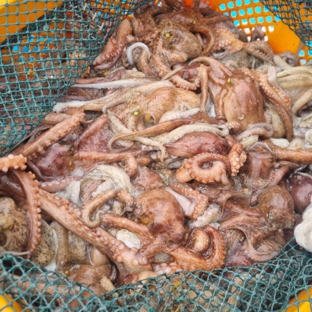 [당일조업] 자연산 돌문어