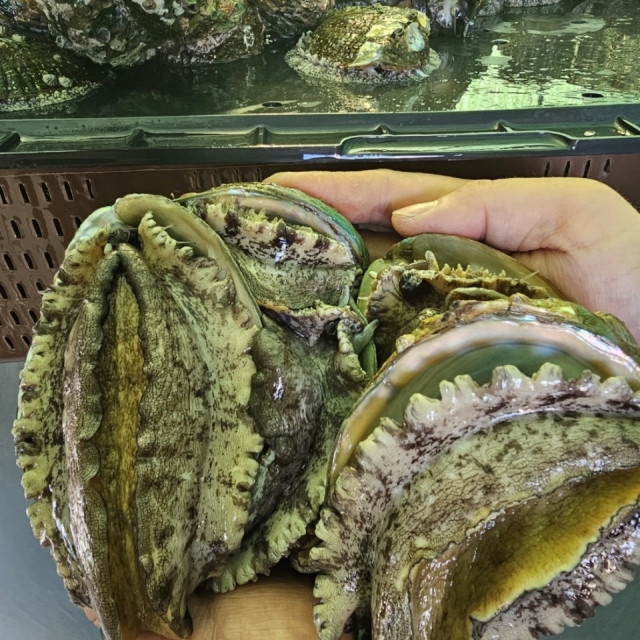 선물용 강추! 왕특대전복