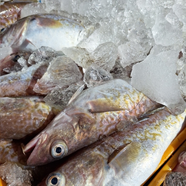 싱싱한 동해안 생물 대구3kg