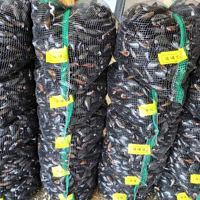 통통한 국내산 홍합!