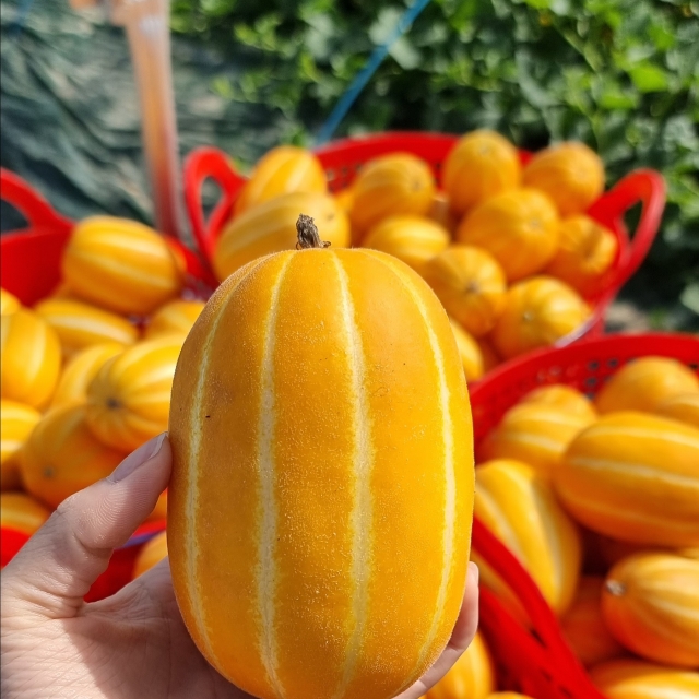 성주 참외 로얄과 가정용  꼬마참외 프리미엄 선물세트