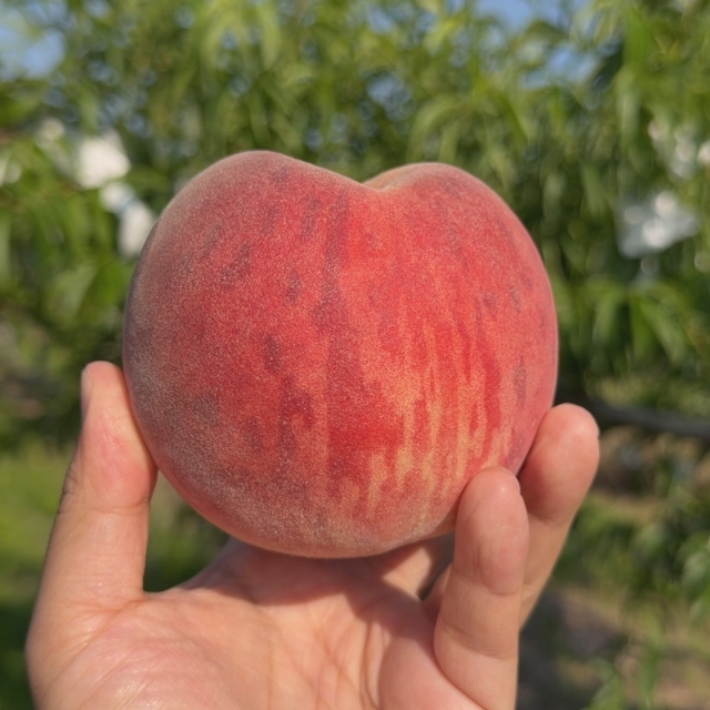 🍑여름 제철🍑 달콤한 복숭아 