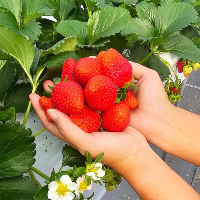 금산 농순이 설향 딸기 700g(20~24구)