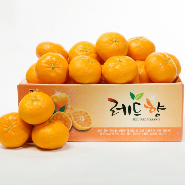 24년 첫수확 제주 산지직송 새콤달콤 레드향 1kg/2.5kg/4kg