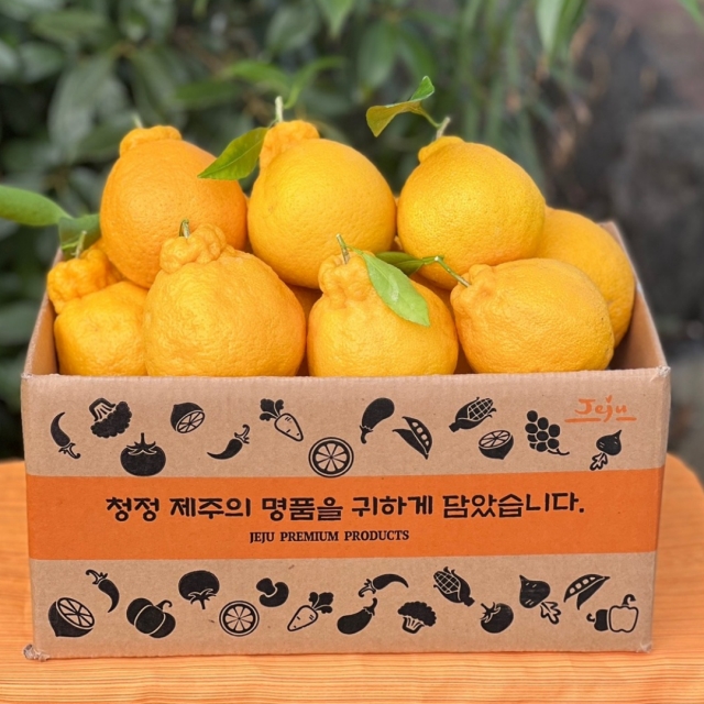 24년 첫수확 제주 산지직송 새콤달콤 한라봉 1kg/2.5kg/4kg