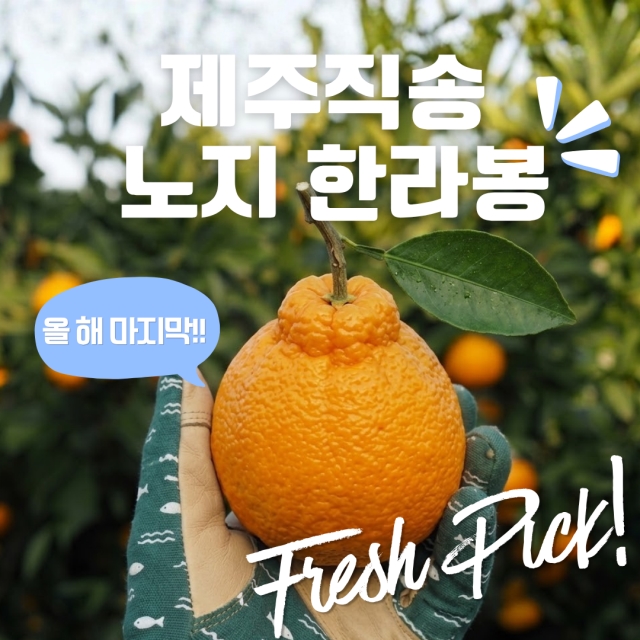 제주직송 노지 한라봉