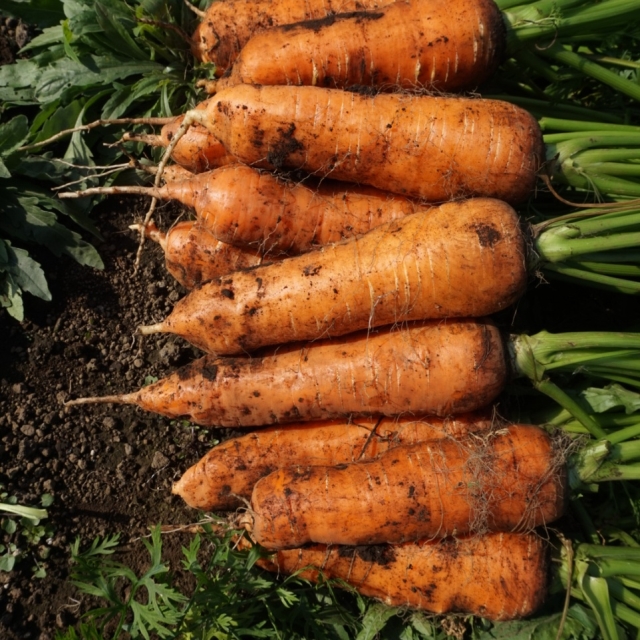 제주산 구좌 흙당근 비세척