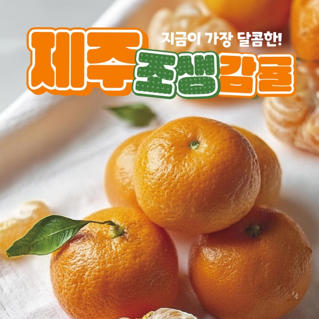 과즙폭발 겨울의 꽃 조생 감귤