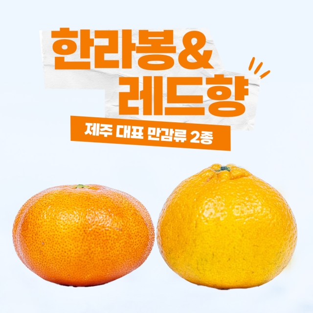 실속만점 가정용 하우스 한라봉&레드향