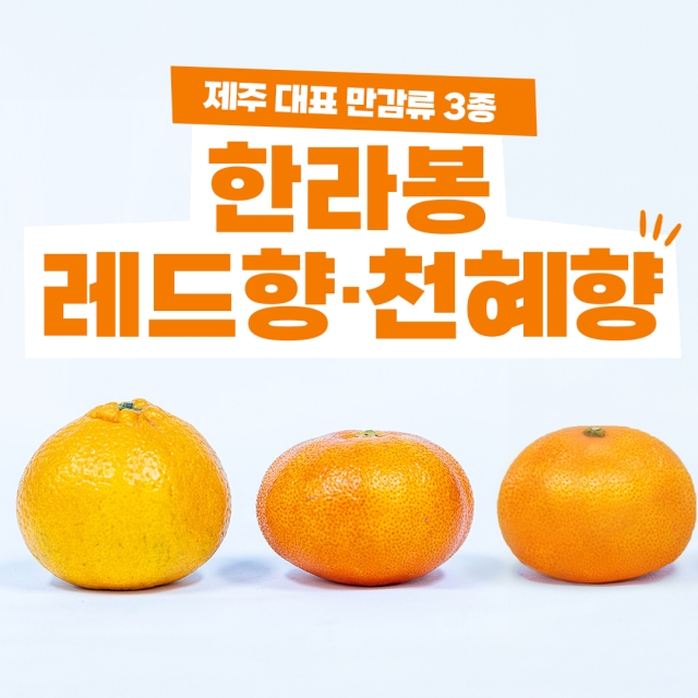 가정용 하우스 한라봉·천혜향·레드향 중과 2.5kg, 4.5kg