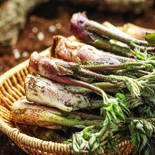 남해의 자연산 노지 땅두릅 독활 500g