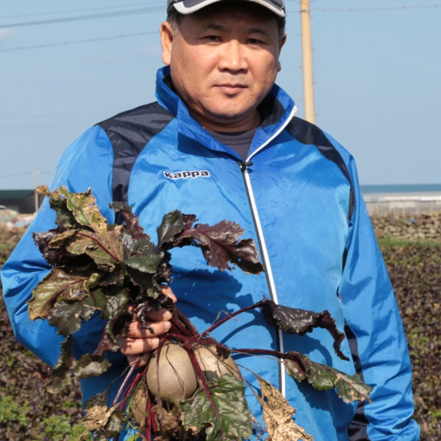 맛좋고 품질좋은 제주 햇 레드비트 3kg 5kg 10kg