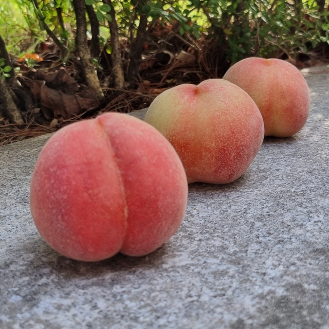 아삭달콤한 대극천 복숭아 1kg 2kg(상특과)