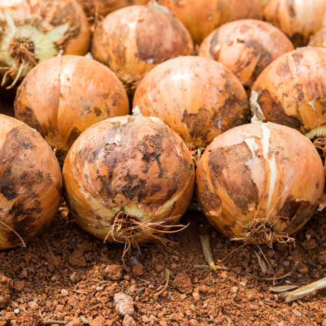 [대용량특가] 양파 5kg/10kg 요리용으로 좋은 경북 의성 만생종 양파 특,왕특 혼합