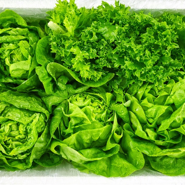 [IO] [자사몰] 유러피안 샐러드 채소1kg (6,000원/무배)