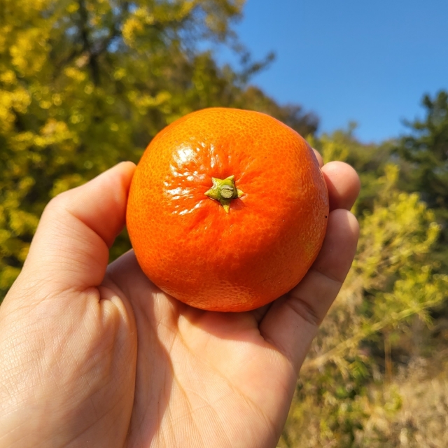 제주 S급 홍매향